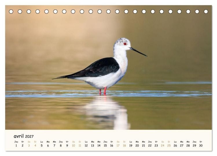 Produktbild: Esprit animal - Regards minimalistes (Calendrier de bureau 2027 DIN A5 vertical), CALVENDO calendrier mensuel