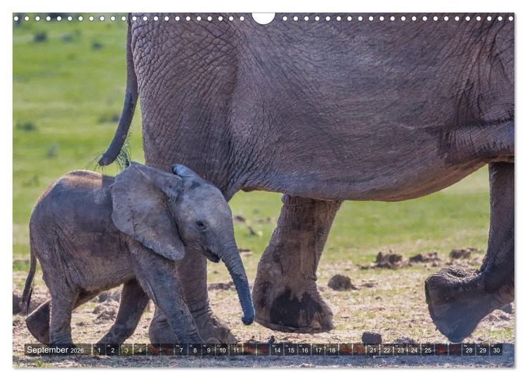 Produktbild: Elefanten Begegnungen im &ouml;stlichen und s&uuml;dlichen Afrika (Wandkalender 2026 DIN A3 quer), CALVENDO Monatskalender