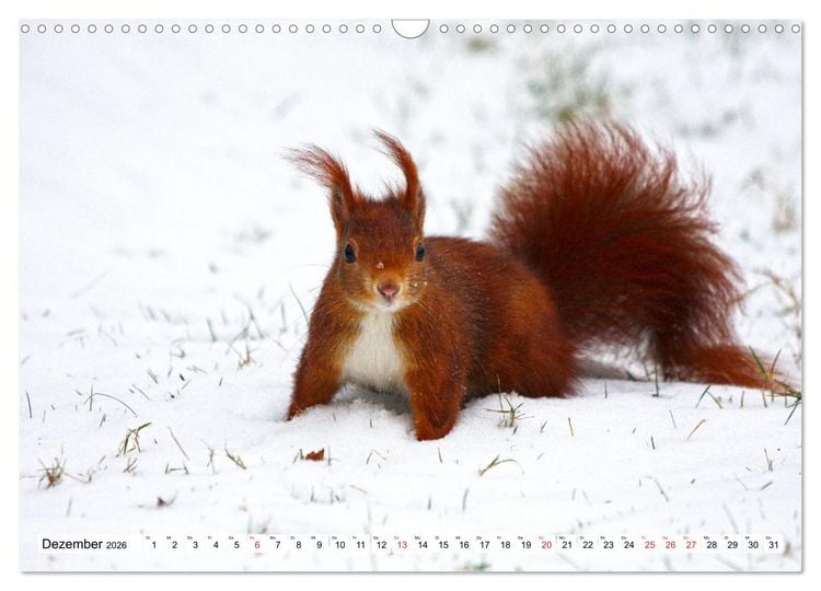 Produktbild: Eichh&ouml;rnchen in freier Natur (Wandkalender 2026 DIN A3 quer), CALVENDO Monatskalender