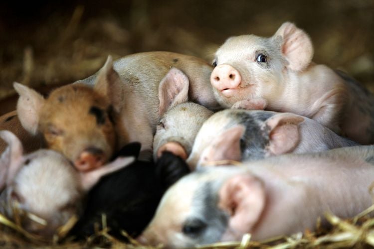 Produktbild: Unsere gro&szlig;e kleine Farm