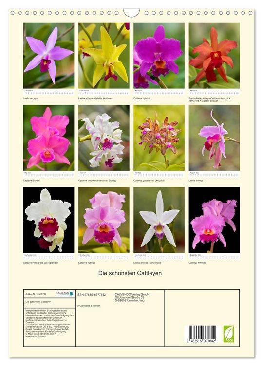 Produktbild: Die sch&ouml;nsten Cattleyen (Wandkalender 2026 DIN A3 hoch), CALVENDO Monatskalender