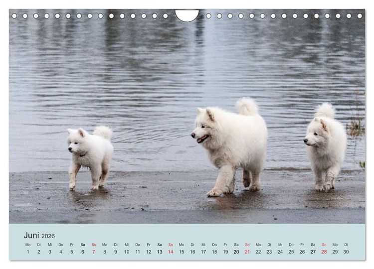 Produktbild: Samojeden - Liebenswerte Fellkugeln (Wandkalender 2026 DIN A4 quer), CALVENDO Monatskalender