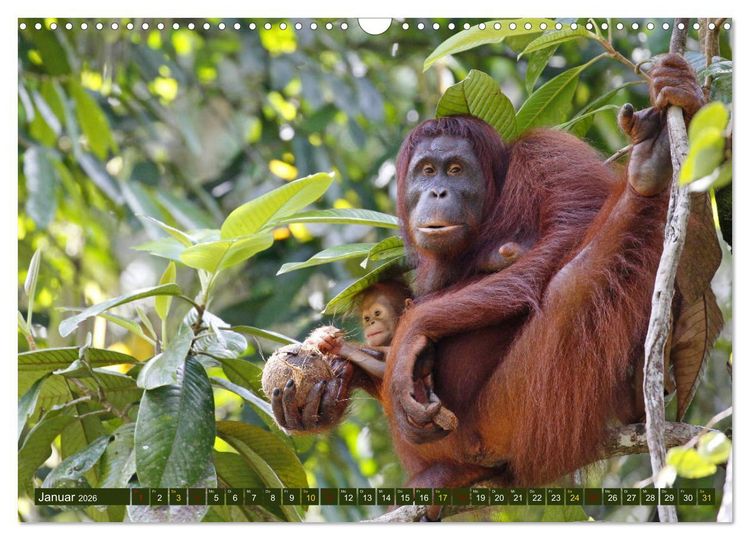 Produktbild: Borneo - Tierparadies Regenwald (Wandkalender 2026 DIN A3 quer), CALVENDO Monatskalender