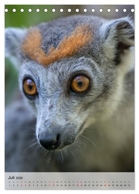 Produktbild: MADAGASKAR: Baobabs, Lemuren, Naturwunder (Tischkalender 2026 DIN A5 hoch), CALVENDO Monatskalender