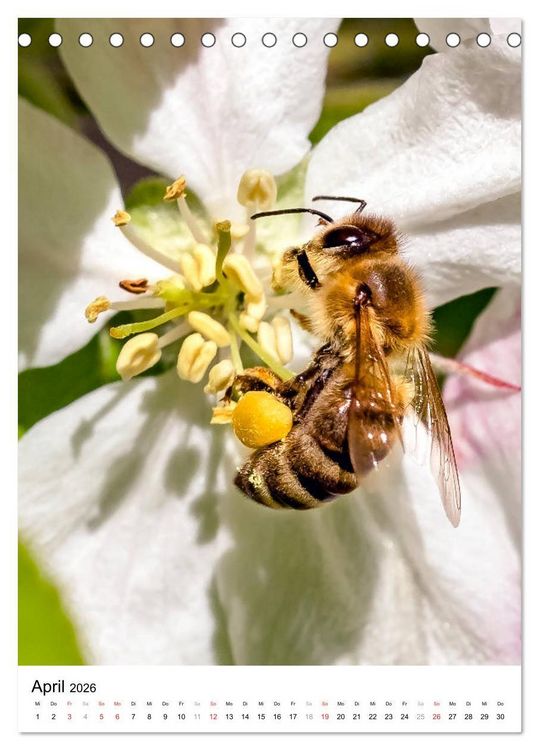 Produktbild: BIENEN - Kleine N&uuml;tzlinge ganz nah (Tischkalender 2026 DIN A5 hoch), CALVENDO Monatskalender