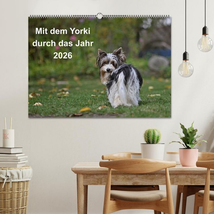Produktbild: Mit dem Yorki durch das Jahr 2026 (Wandkalender 2026 DIN A2 quer), CALVENDO Monatskalender