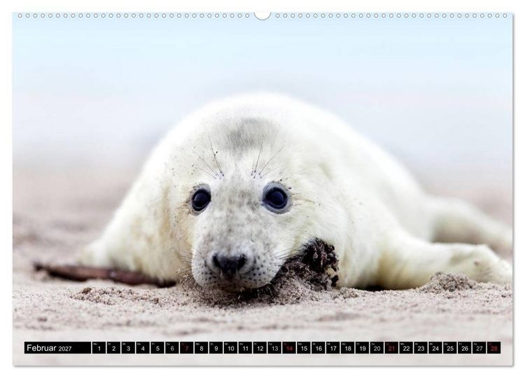 Produktbild: Robbenbabys (hochwertiger Premium Wandkalender 2027 DIN A2 quer), Kunstdruck in Hochglanz