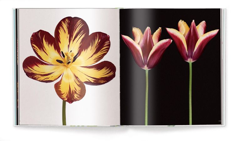 Produktbild: Tulpen