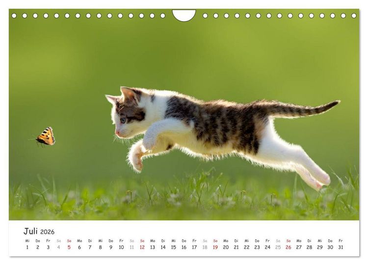 Produktbild: K&auml;tzchen 2026 (Wandkalender 2026 DIN A4 quer), CALVENDO Monatskalender