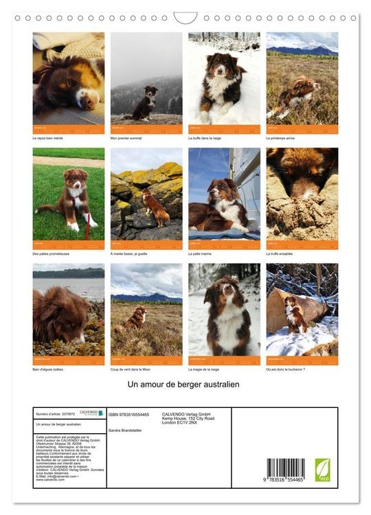 Produktbild: Un amour de berger australien (Calendrier mural 2026 DIN A3 horizontal), CALVENDO calendrier mensuel