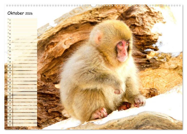 Produktbild: Zauberhafte Affenkinder. S&uuml;&szlig;er geht&acute;s nicht! (hochwertiger Premium Wandkalender 2026 DIN A2 quer), Kunstdruck in Hochglanz