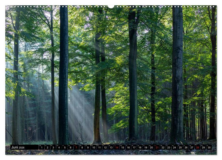 Produktbild: Arnsberger Wald (hochwertiger Premium Wandkalender 2026 DIN A2 quer), Kunstdruck in Hochglanz