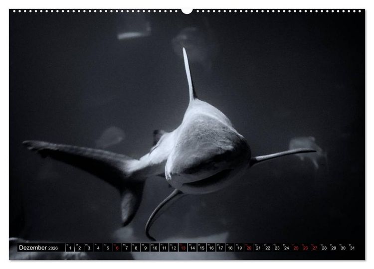 Produktbild: Meerestiere Bilder in Schwarz Weiss (Wandkalender 2026 DIN A2 quer), CALVENDO Monatskalender