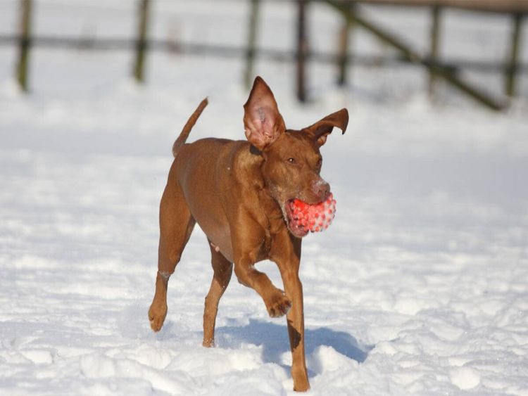 Produktbild: CALVENDO Puzzle Ein Motiv aus dem Kalender Magyar Vizsla | 1000 Teile Lege-Gr&ouml;&szlig;e 64x48cm Foto-Puzzle f&uuml;r gl&uuml;ckliche Stunden