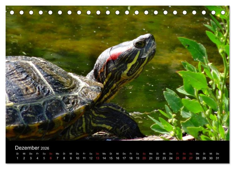 Produktbild: Das Leben der Schildkr&ouml;ten (Tischkalender 2026 DIN A5 quer), CALVENDO Monatskalender
