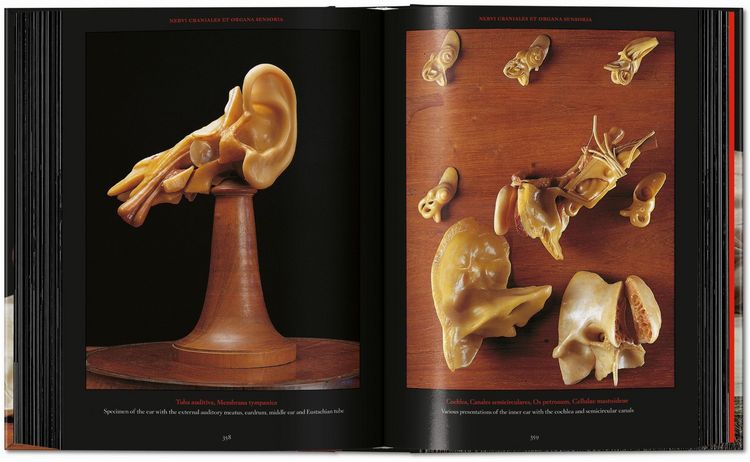 Produktbild: Anatomical Waxes. 45th Ed.