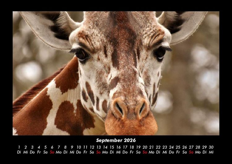 Produktbild: Giraffen 2026 Fotokalender DIN A3