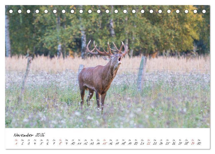 Produktbild: Rotwild - im Naturparadies der Mecklenburgischen Seenplatte (Tischkalender 2026 DIN A5 quer), CALVENDO Monatskalender