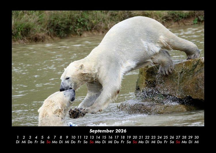 Produktbild: Pinguine & Eisb&auml;ren 2026 Fotokalender DIN A3
