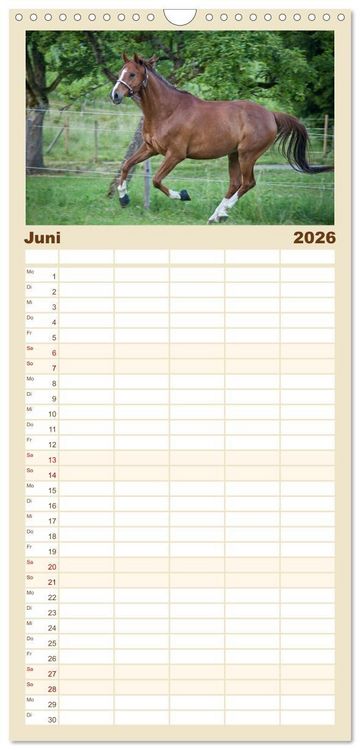Produktbild: Familienplaner 2026 - Pferde - kraftvolle Eleganz mit 5 Spalten (Wandkalender, 21 x 45 cm) CALVENDO