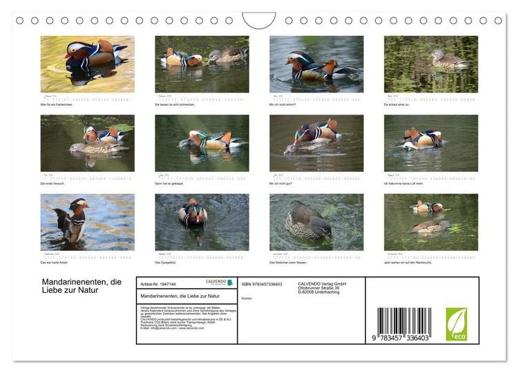 Produktbild: Mandarinenenten, die Liebe zur Natur (Wandkalender 2026 DIN A4 quer), CALVENDO Monatskalender