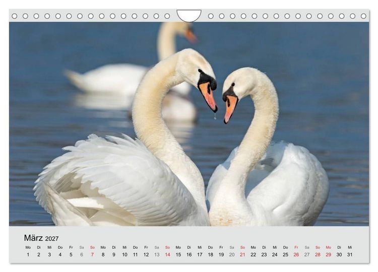 Produktbild: Mit dem Schwan durchs Jahr 2027 (Wandkalender 2027 DIN A4 quer), CALVENDO Monatskalender