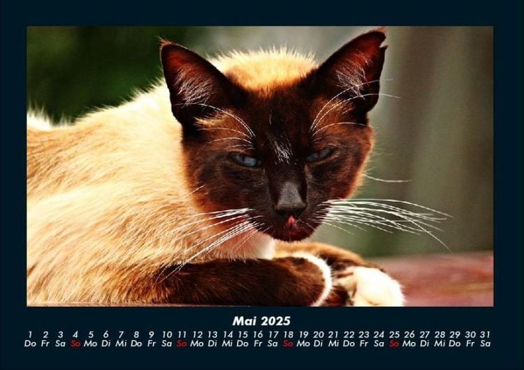 Produktbild: F&uuml;r Katzenfreunde 2025 Fotokalender DIN A4