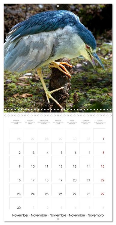 Produktbild: The beauty of herons and egrets (Wall Calendar 2026 12 &times; 12 Inch) CALVENDO 12 Month Wall Calendar