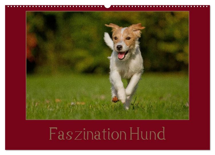 Produktbild: Faszination Hund (Wandkalender 2026 DIN A2 quer), CALVENDO Monatskalender