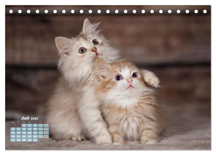 Produktbild: Die Kitten kommen. (Tischkalender 2026 DIN A5 quer), CALVENDO Monatskalender