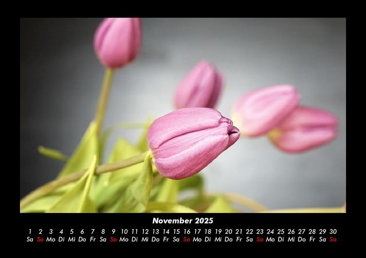 Produktbild: Blumentr&auml;ume 2025 Fotokalender DIN A3