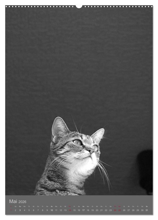 Produktbild: Sonja Heller Katzen in SW-Portraits (hochwertiger Premium Wandkalender 2026 DIN A2 hoch), Kunstdruck in Hochglanz