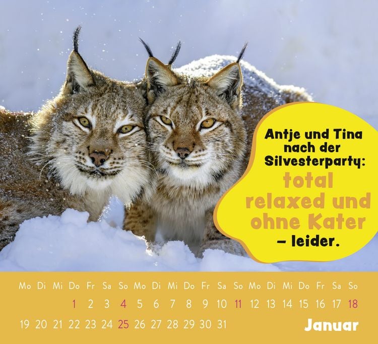Produktbild: Mini-Kalender 2026: Der kleine Tierisch gechillt! Kalender