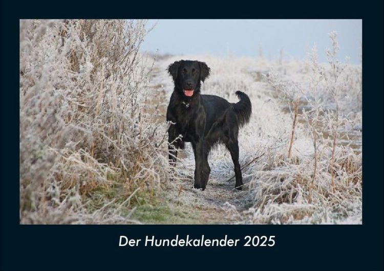 Produktbild: Der Hundekalender 2025 Fotokalender DIN A4