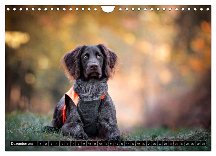 Produktbild: Faszination Jagdhund - Deutsch Langhaar (Wandkalender 2026 DIN A4 quer), CALVENDO Monatskalender