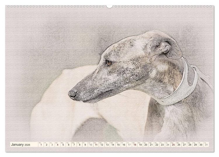 Produktbild: Whippets 2026 (High Quality Premium Wall Calendar 2026 DIN A2 landscape),CALVENDO 12 Month Wall Calendar