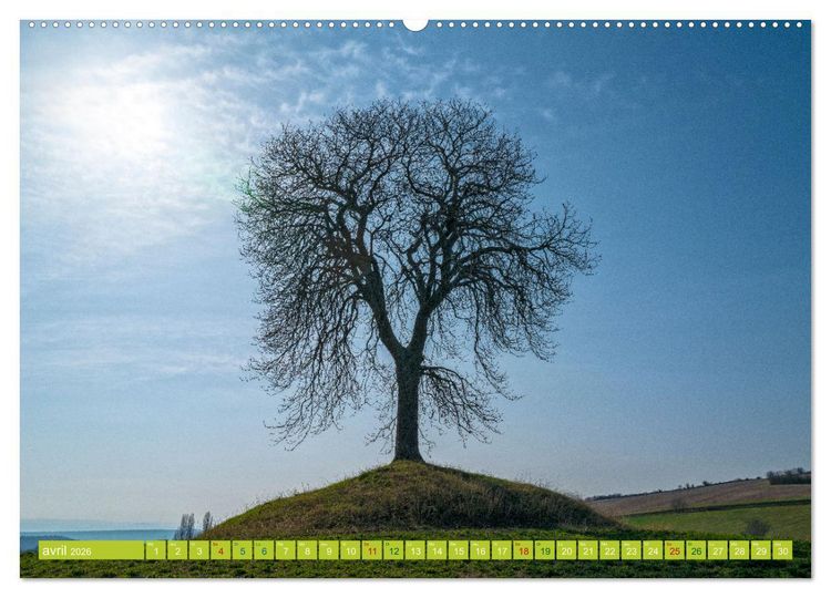 Produktbild: Solitude verdoyante (Calendrier mural 2026 DIN A2 vertical), CALVENDO calendrier mensuel