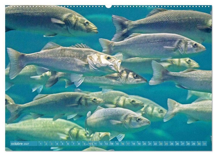 Produktbild: Poissons : d'&eacute;tangs et des rivi&egrave;res (Calendrier mural 2027 DIN A2 vertical), CALVENDO calendrier mensuel