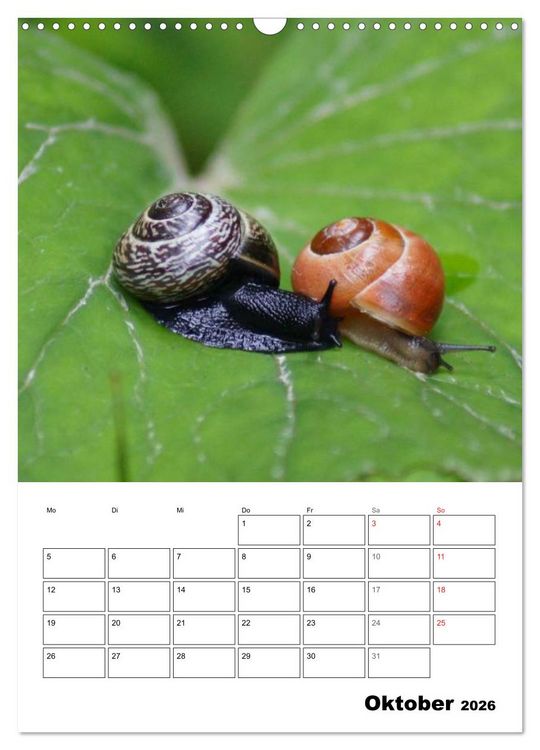 Produktbild: Die geheimnisvolle Welt der Schnecken (Wandkalender 2026 DIN A3 hoch), CALVENDO Monatskalender