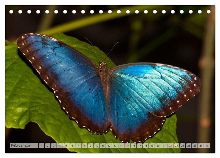 Produktbild: Schmetterlinge - zarte Gesch&ouml;pfe der Natur (Tischkalender 2026 DIN A5 quer), CALVENDO Monatskalender
