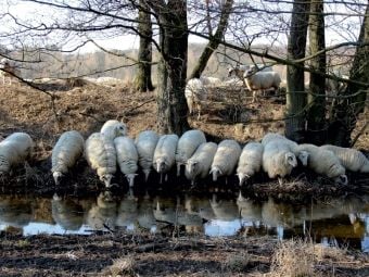 Produktbild: CALVENDO Puzzle Rotterwiese-Aggerauen | 1000 Teile Lege-Gr&ouml;&szlig;e 64x48cm Foto-Puzzle f&uuml;r gl&uuml;ckliche Stunden