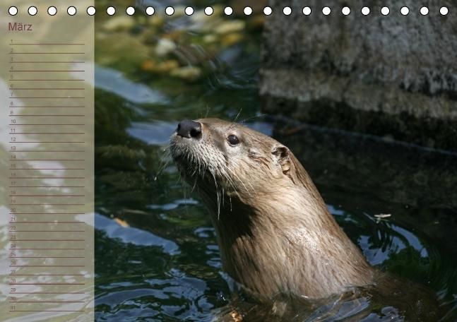 Produktbild: Fischotter Geburtstagskalender (Tischkalender immerw&auml;hrend DIN A5 quer)