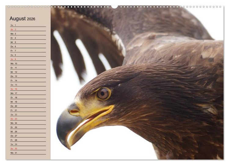 Produktbild: Der Steinadler. Majest&auml;tischer Greifvogel (Wandkalender 2026 DIN A2 quer), CALVENDO Monatskalender