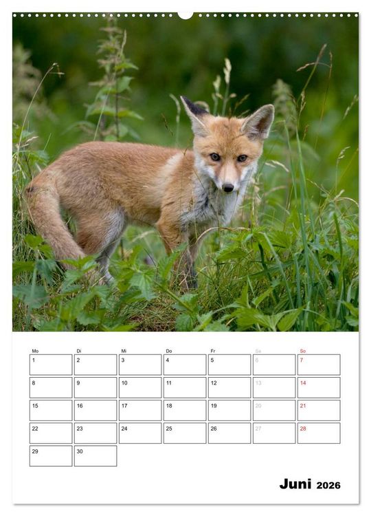 Produktbild: Rotfuchs - Impressionen (hochwertiger Premium Wandkalender 2026 DIN A2 hoch), Kunstdruck in Hochglanz