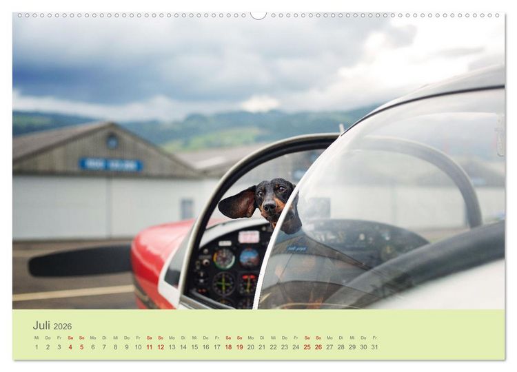 Produktbild: Dackel unterwegs (Wandkalender 2026 DIN A2 quer), CALVENDO Monatskalender