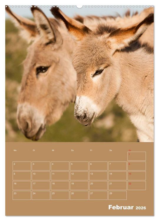 Produktbild: Entz&uuml;ckende Esel - Charmant und liebenswert (hochwertiger Premium Wandkalender 2026 DIN A2 hoch), Kunstdruck in Hochglanz