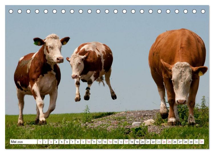Produktbild: Alpenfleckvieh (Tischkalender 2026 DIN A5 quer), CALVENDO Monatskalender