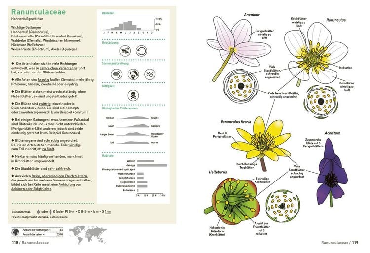 Produktbild: Botanische Grundkenntnisse auf einen Blick