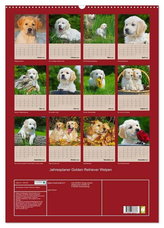 Produktbild: Jahresplaner Golden Retriever Welpen (Wandkalender 2026 DIN A2 hoch), CALVENDO Monatskalender