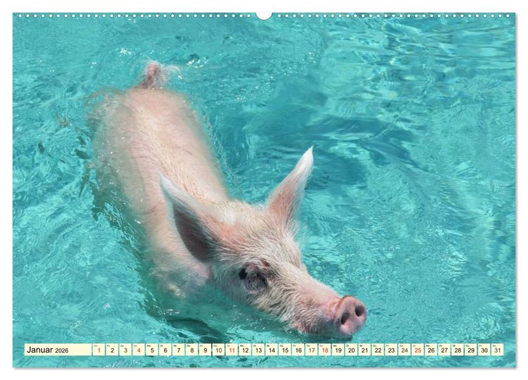 Produktbild: Schwimmende Schweine (hochwertiger Premium Wandkalender 2026 DIN A2 quer), Kunstdruck in Hochglanz